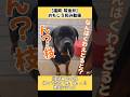 【復習編 その4】帰ってきた「俺、猫。」‼ 爆笑アテレコ #おもしろ動画 #猫#犬#動物