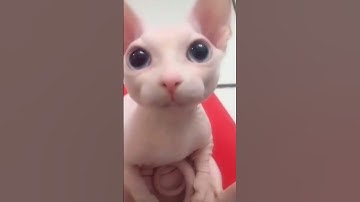 Anak Kucing yang mengeong lucu #shorts #kucing #kucinglucu #suarakucing