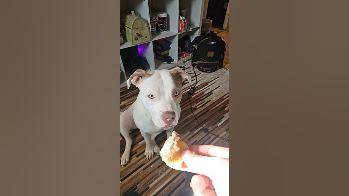 I Tested Viral TikTok Dog Food Hacks