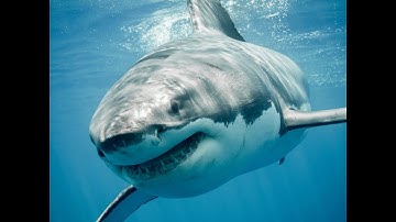 Incredible Footage of Sharks Leaping Out the Water