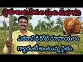     mahogany tree plantation farming mahogany sagu  rythu tv    