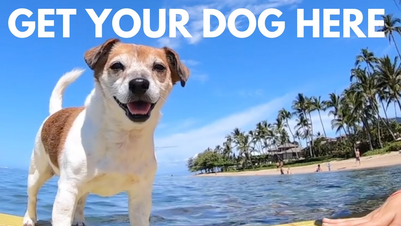 how much does it cost to ship a dog to hawaii