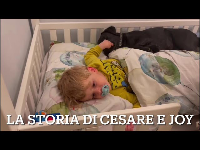 La storia di Cesare, 4 anni non vedente, e il suo cucciolo di labrador 