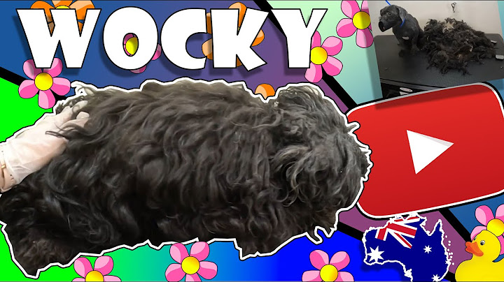 Worst Matted Dog! PART 1 of 2. We found Wocky under all this poop, matted hair, mud and sticks.