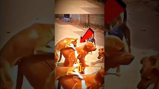 se deu mal vestido de cachorro 🐕🤣👀😱##curiosidade