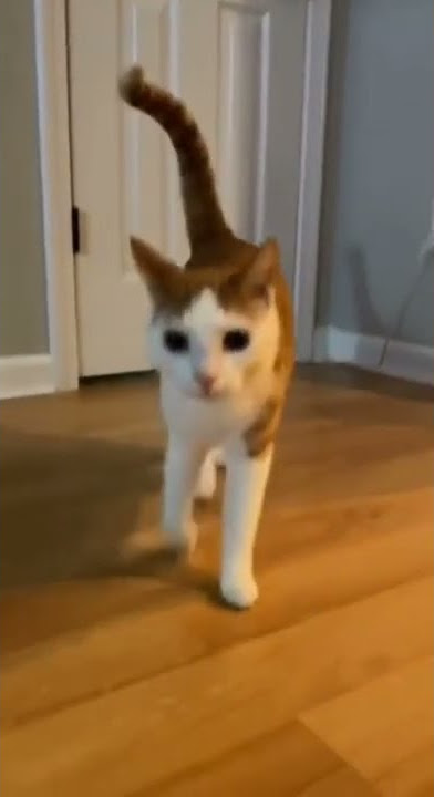 Meme Kucing joget