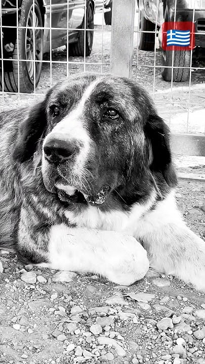 Great Greek Mastiff the power of the nature ??????#puppy #σκύλοσ # ...