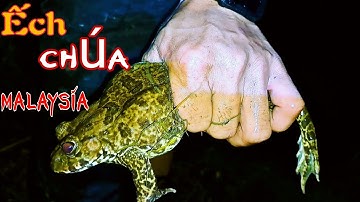 Cắm Câu Cá Lóc Bắt Ếch Khủng Tay Không | Miền Tây Xứ Dừa Tv