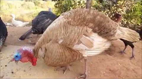 O quê peru gosta de comer?