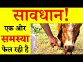 Cattle Cow Fever - Blackleg | Bukhar - लंगडा बुखार जो होने पर पैर जाम हो जाते है।