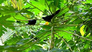 Bird Fighting Asian Koel (kuyil)
