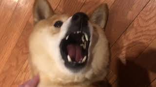 Angry Shiba Warby I’m Friendly And Full Of Rage