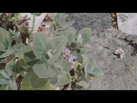 Geedka Boocbooca Waa Geed Sun Ah Islamarkaana Faaiido Leh Shinnidda Waxay Ubaxiisa Ka Sameesa Malab