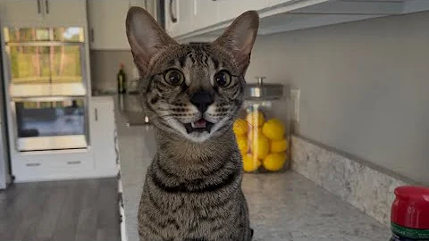 Watch the video about Sweet Good Morning Meows From F2 Savannah Cat Zara