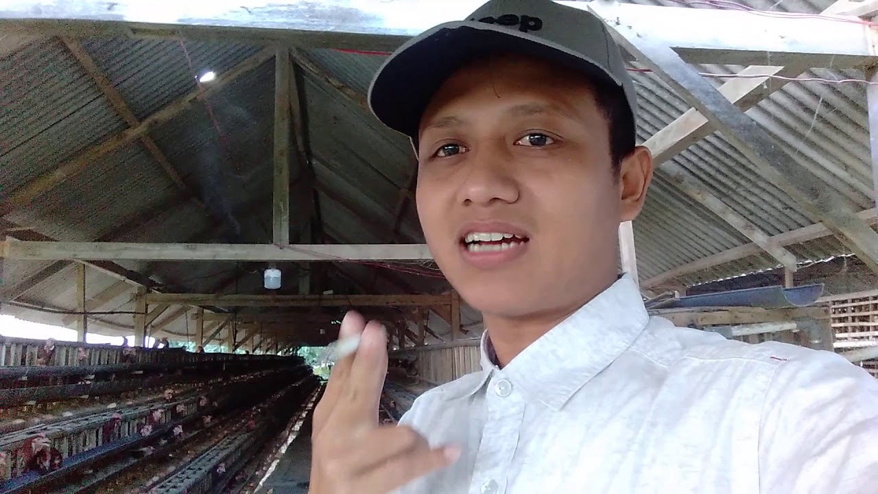 Belajar usaha ternak ayam petelur 