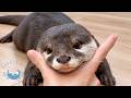 My Otter Forgot Her Trick and Just Hugged Me!