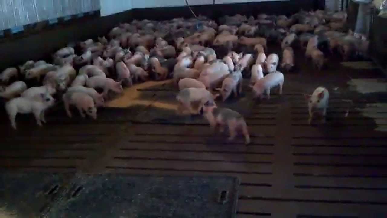 How Do I Feed Weaned Pigs YouTube How Do I Feed Weaned Pigs YouTube