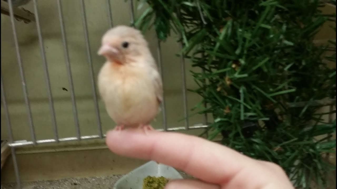 تربية الحسون و الكناري والحسون الفنزويلي Elevage chardonneret canaris tarin du venezuela 2018