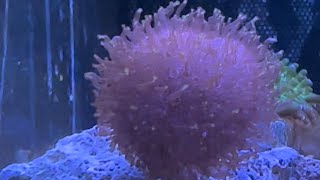 New coral added to fluval flex 123
