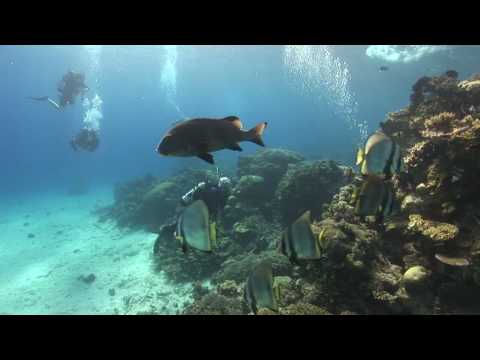 SchoenerTauchen: Spoilsport Coral Sea Australien (...