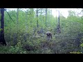 По лесной тропе, видео с фотоловушки