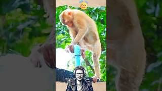 : VIRAL VIDEO! TINGKAH MONYET MEMPERBAIKI PIPA BOCOR#reaction #funnyvideo #shortvideoviral