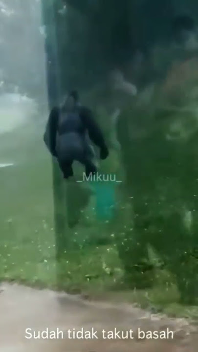 si Aa primata pemberani sudah tidak takut tetanus #shorts #shortvideo #short #meme #memes #lucu