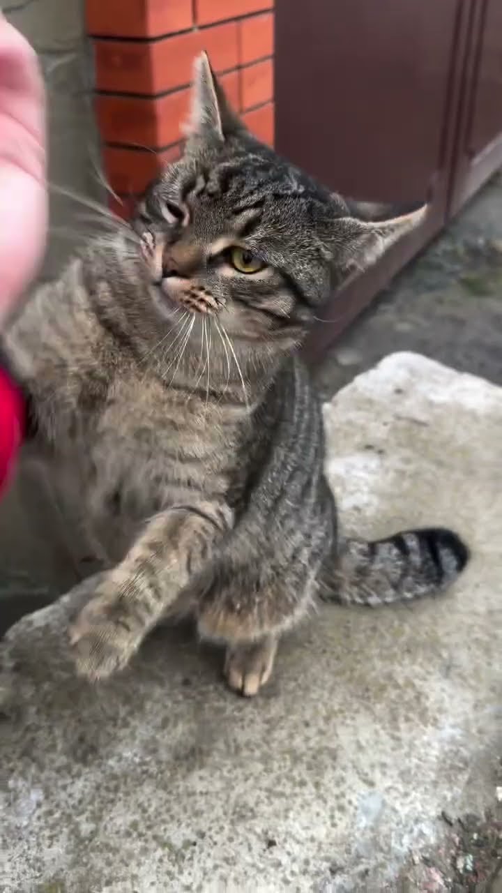 Très drôle le chat