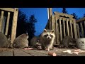 Friday Night August 4th Lots of Baby Raccoons at Jim&#39;s Diner