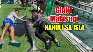 GIANT MALASUGI Nahuli sa isang isla.