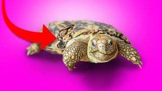 Little Tortoise Survives Dog Attack & Fall! + more