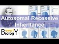 Autosomal Recessive Genetic Inheritance (story based)