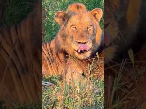 What A Beautiful Special Specimen Latestsightings 