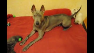 Британские котята шоколадные и шоколад поинт атаковали собаку Тайского риджбека Британские котята шоколадные и шоколад поинт атаковали собаку Тайского риджбека