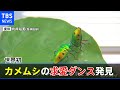 世界初 カメムシの求愛ダンス発見 昆虫では異例のコミュニケーション 世界初 カメムシの求愛ダンス発見 昆虫では異例のコミュニケーション