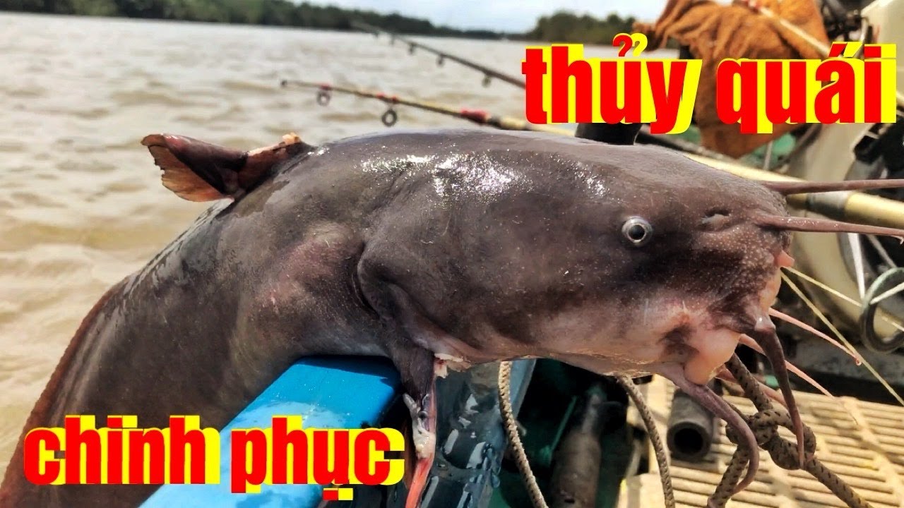 Trục Con Thủy Quái  Đầu Vàm - Đứt Nhợ, Gãy Lưỡi Vì Nó - Mạnh Khủng Khiếp - Đớp Mồi Bang Ngay Vào Gốc