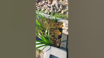 bãi lọc nước cho hồ koi lớn - wetland filer for giant koi pond new setup