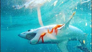 Off the Deep End
