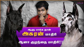 Great Dane நாயின் நிஜமுகம் | Great dane dog review in Tamil | Tamil Dogs review | Giant Dog | Muthu