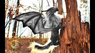 Pet Baby Dragon Demonstration Youtube Pet Baby Dragon Demonstration Youtube