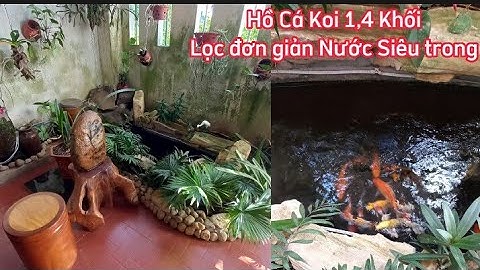 Hồ Cá Koi 1,4 Khối Đẹp Lọc Đơn Giản Nước Cực Trong - Hồ Hoạt Động 18 Tháng.Hồ Anh Chinh ở Gia Lai.