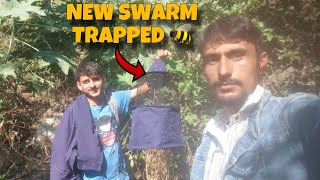 How to catch a swarm | New Swarm Trapped At Doda | Catching Honey bee Swarm 🐝 |