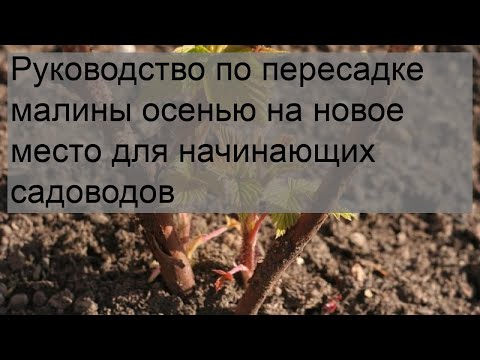 Руководство по пересадке малины осенью на новое место для начинающих садоводов