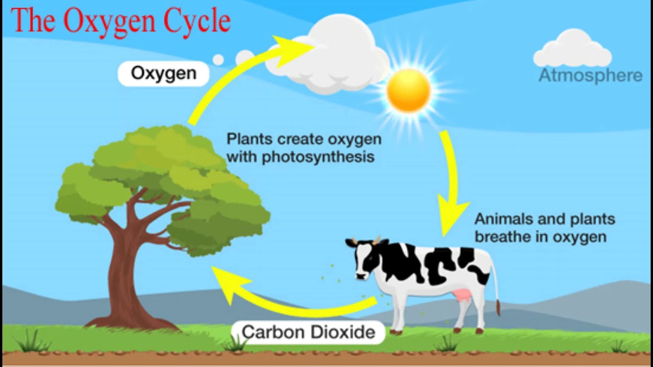 Carbon oxygen carbon dioxide