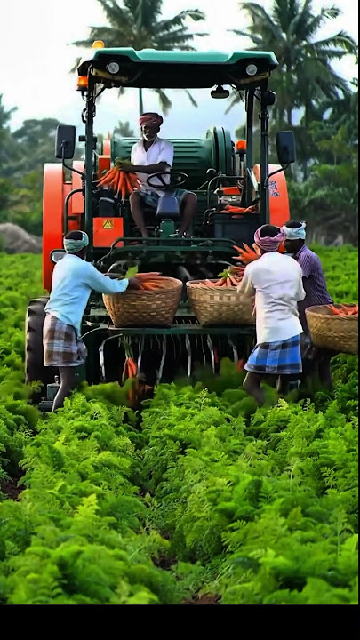proses pemanenan wortel di kebun dengan sangat cepat #shorts