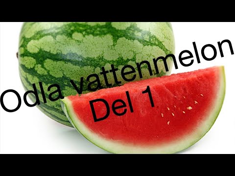Video: Hur Man Odlar En Vattenmelon I Ett Växthus