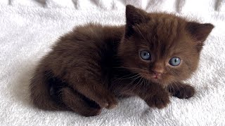 Very funny chocolate kitten Dory