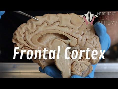 Frontal Cortex (Lobe) Anatomy | The Anatomy of Impulsive Behavior