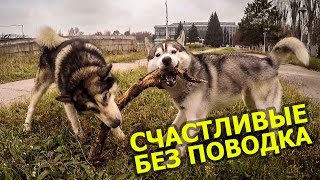 Купить щенка ? Купить собаку ? КОНЕЧНО! А лучше двух =) / To buy a puppy? To buy a dog? Of COURSE! Купить щенка ? Купить собаку ? КОНЕЧНО! А лучше двух =) / To buy a puppy? To buy a dog? Of COURSE!