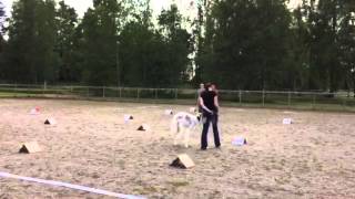 Laulu rally toko epiksissä. by SalsaTheBorzoi 136 views 8 years ago 3 minutes, 1 second